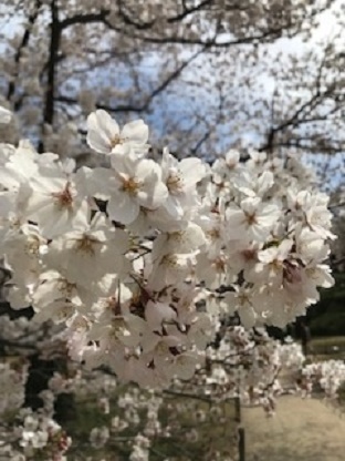 IMG_2185.jpg aya.jpg